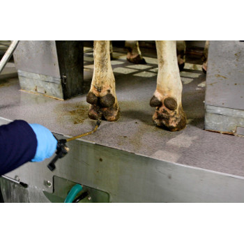 Klauwdesinfectieproduct voor koeien, schapen en varkens te gebruiken in voetbaden.
